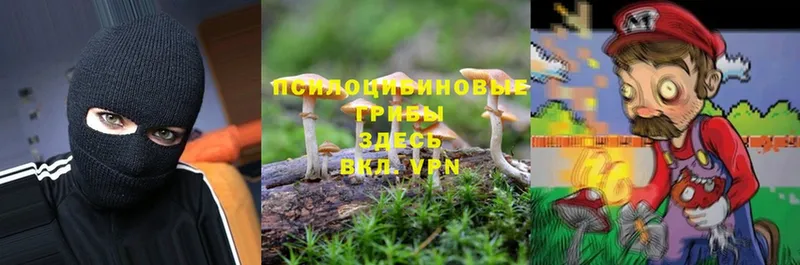 Галлюциногенные грибы Psilocybine cubensis Лагань